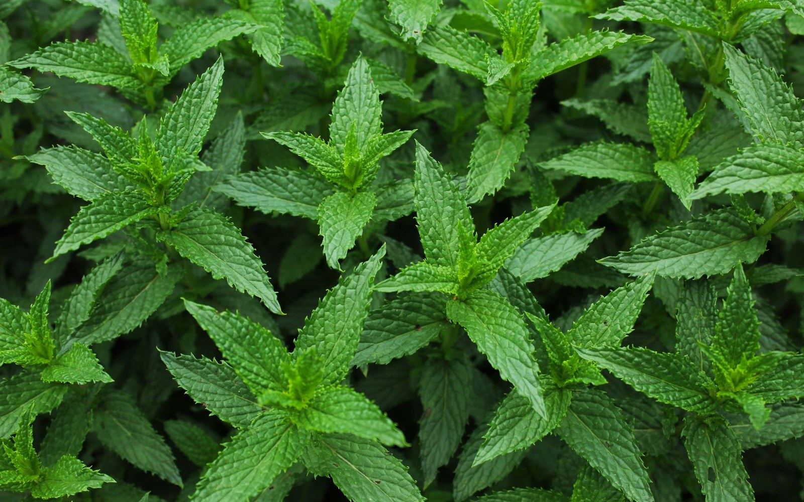 Cluster of mint plants with textured serrated leaves growing densely together